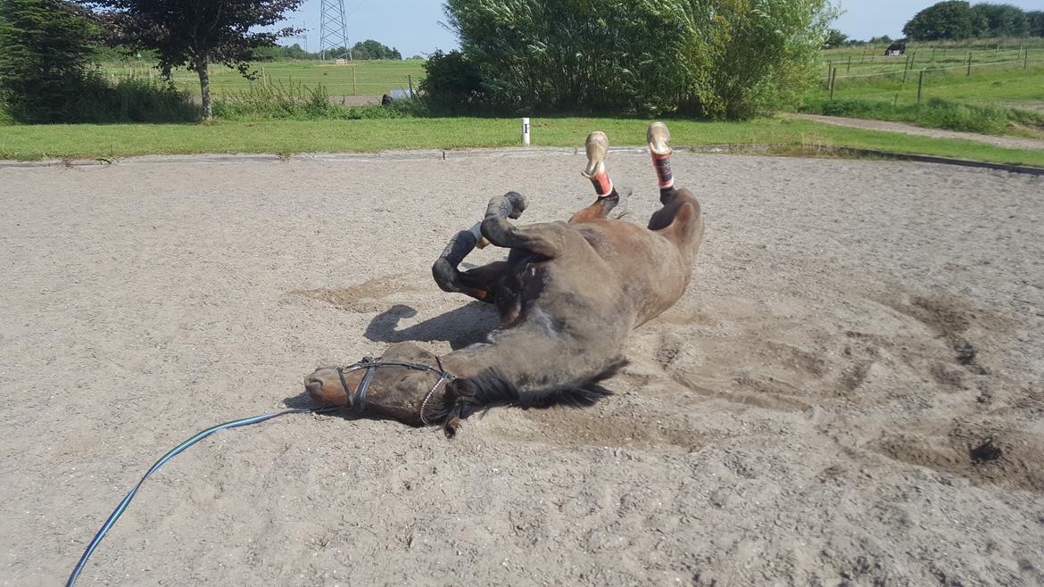 Oldenborg Nobel star - sommer 2016 billede 7