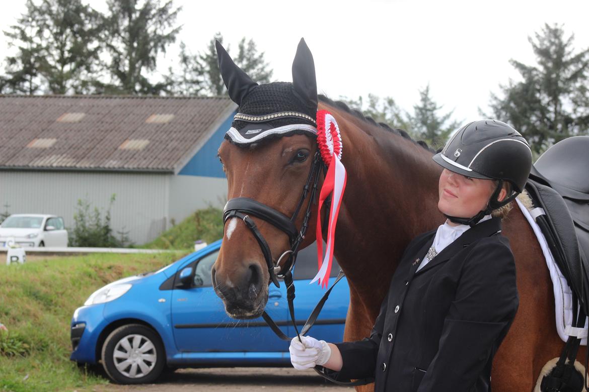 Dansk Varmblod Overgaards Victoria billede 14