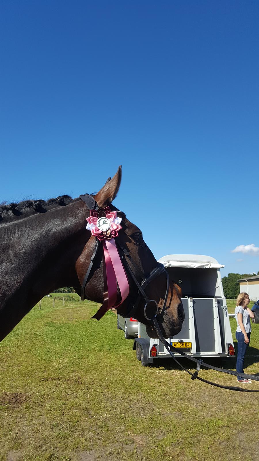 Oldenborg Nobel star - Rosenholm 21/8-16 1. Plads LC3 billede 8