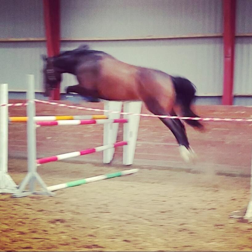 Oldenborg Nobel star - Løsspring, sommer 2016 billede 12