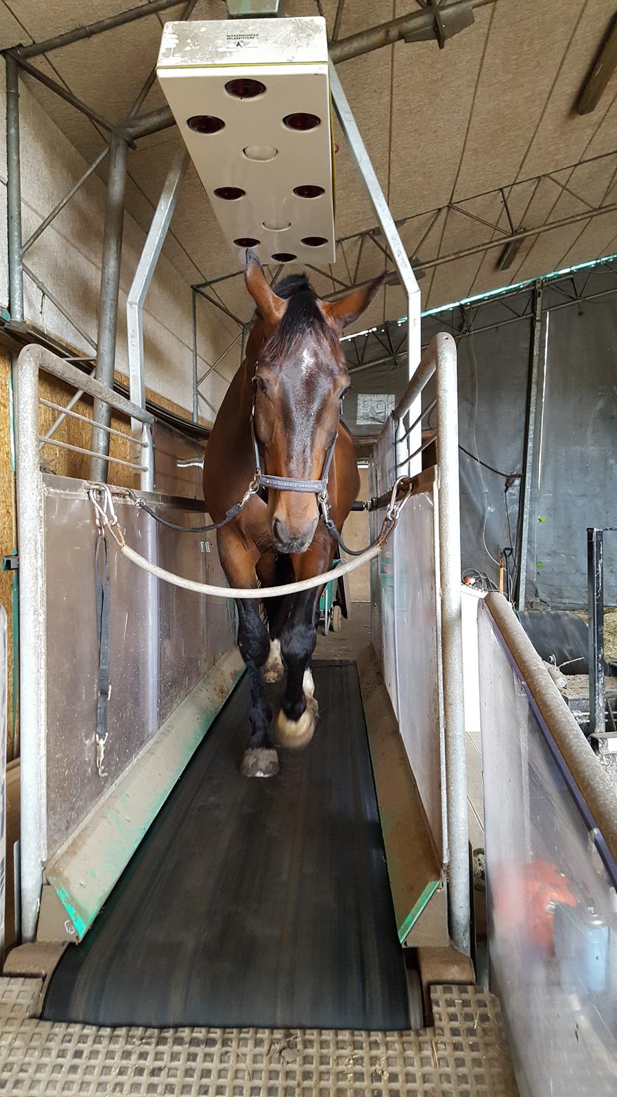Oldenborg Nobel star - Træning, sommer 2016 billede 9
