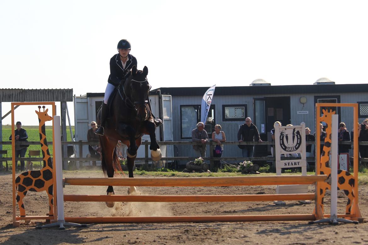 Oldenborg Nobel star - Første springstævne, 25/9-16 Harridslev LE spring billede 14