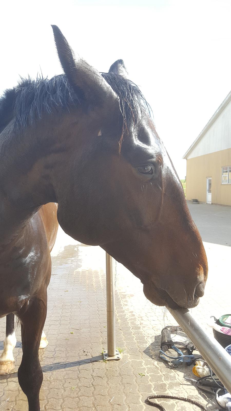 Oldenborg Nobel star - sommer 2016 billede 15