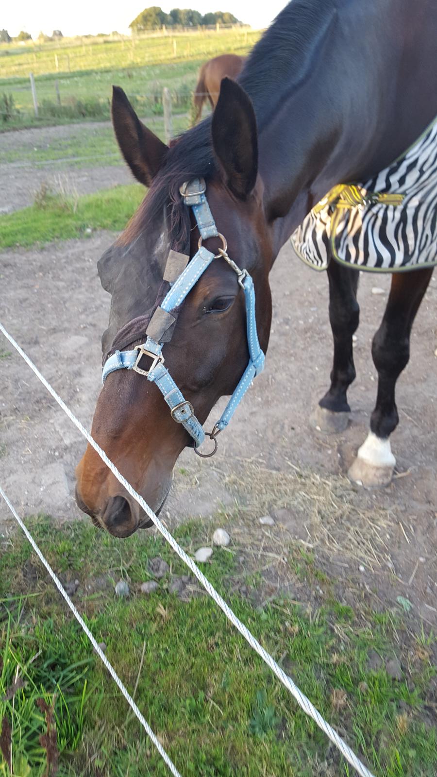 Oldenborg Nobel star - sommer 2016 billede 16