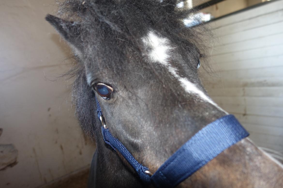 Anden særlig race Victor billede 1