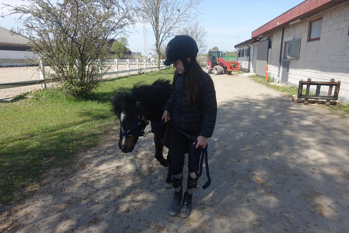 Anden særlig race Victor billede 4