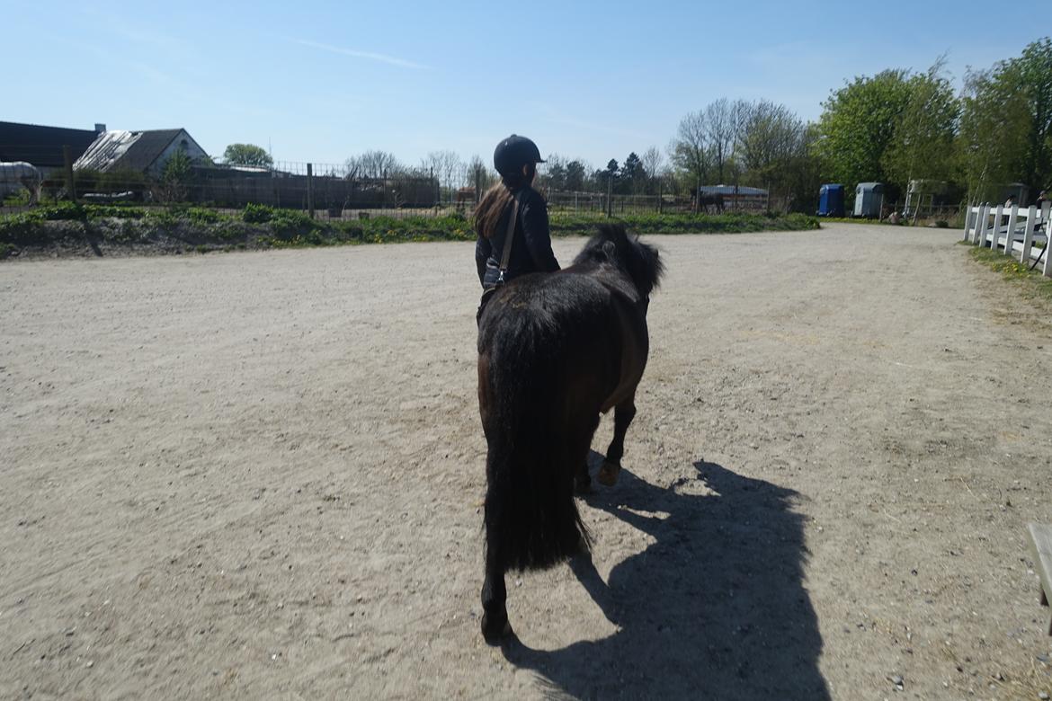 Anden særlig race Victor billede 5