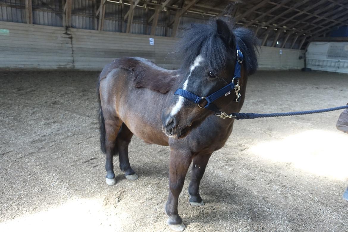 Anden særlig race Victor billede 7