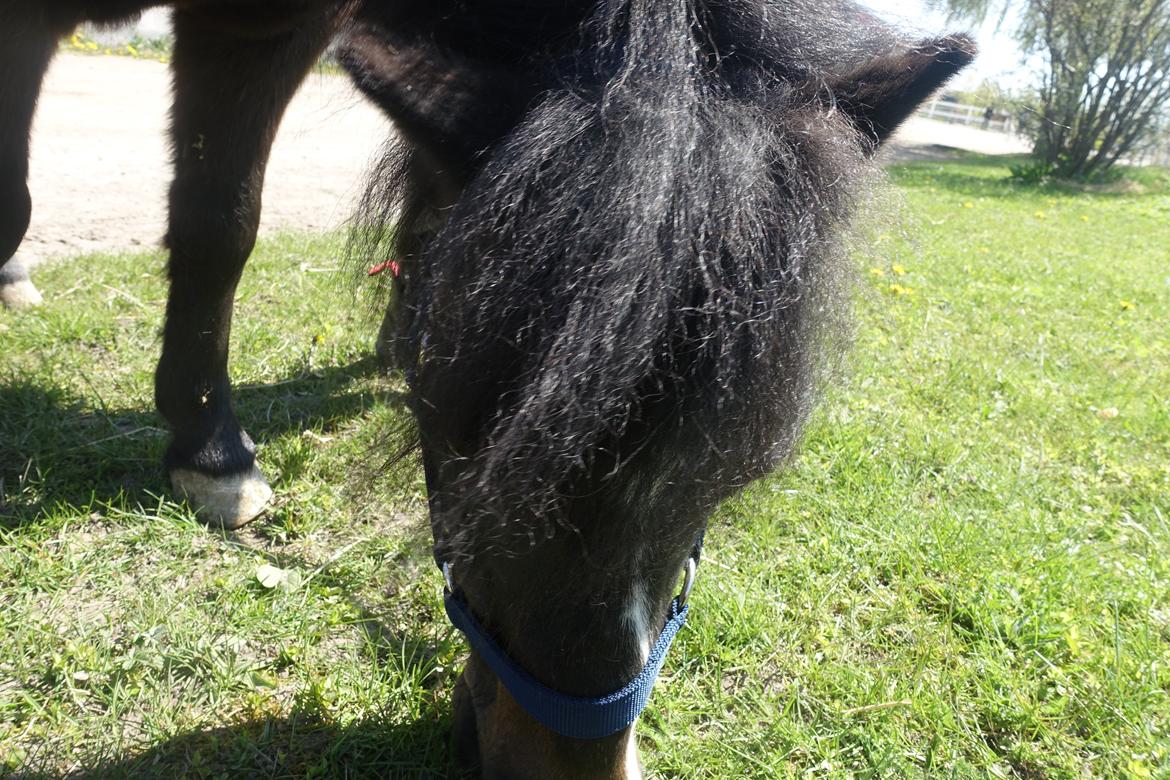 Anden særlig race Victor billede 3