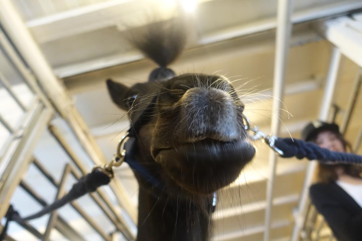 Anden særlig race Victor billede 8