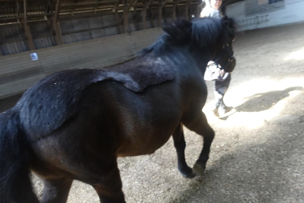 Anden særlig race Victor billede 9