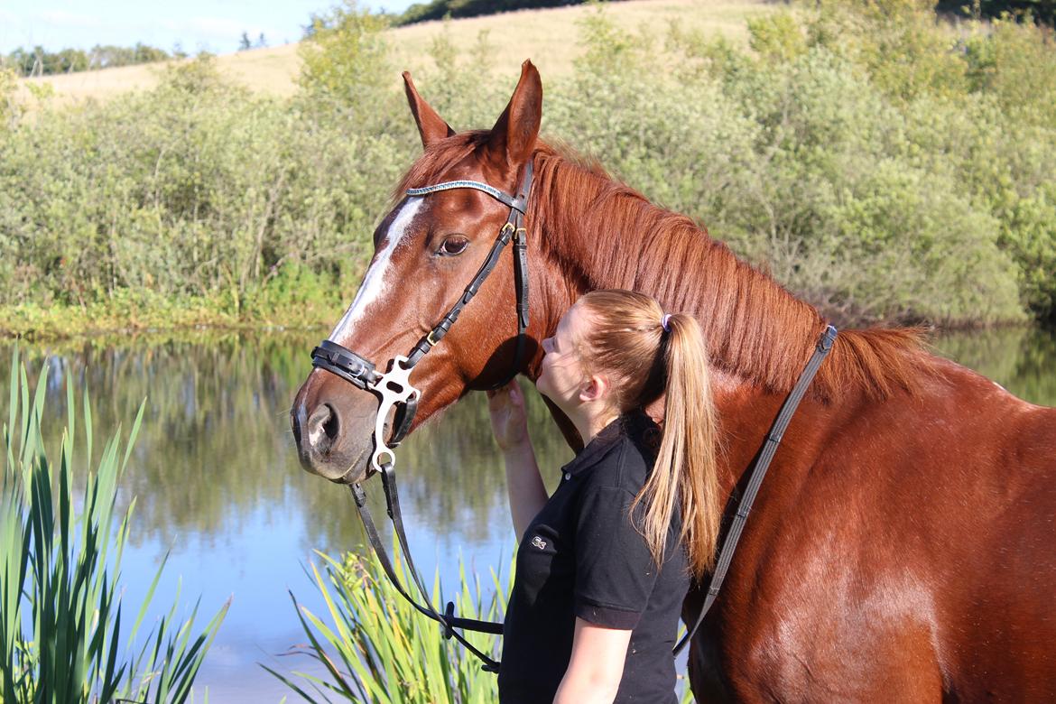 Anden særlig race Sunrise *Sunnie* - Min søster er begyndt at hygge sig med Sunnie, da tiden ikke er til 2 heste og gigten desværre har formeret sig og hun derfor ikke kan holde til det niveau jeg gerne vil ride.   billede 1