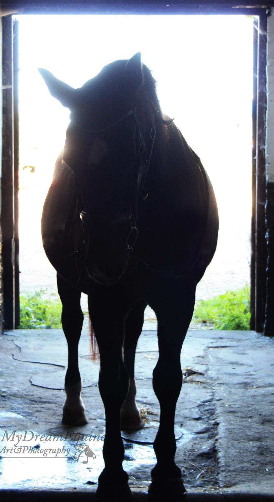 Oldenborg Emma (Dot) Hestbækgård - My lifelight <3 billede 5