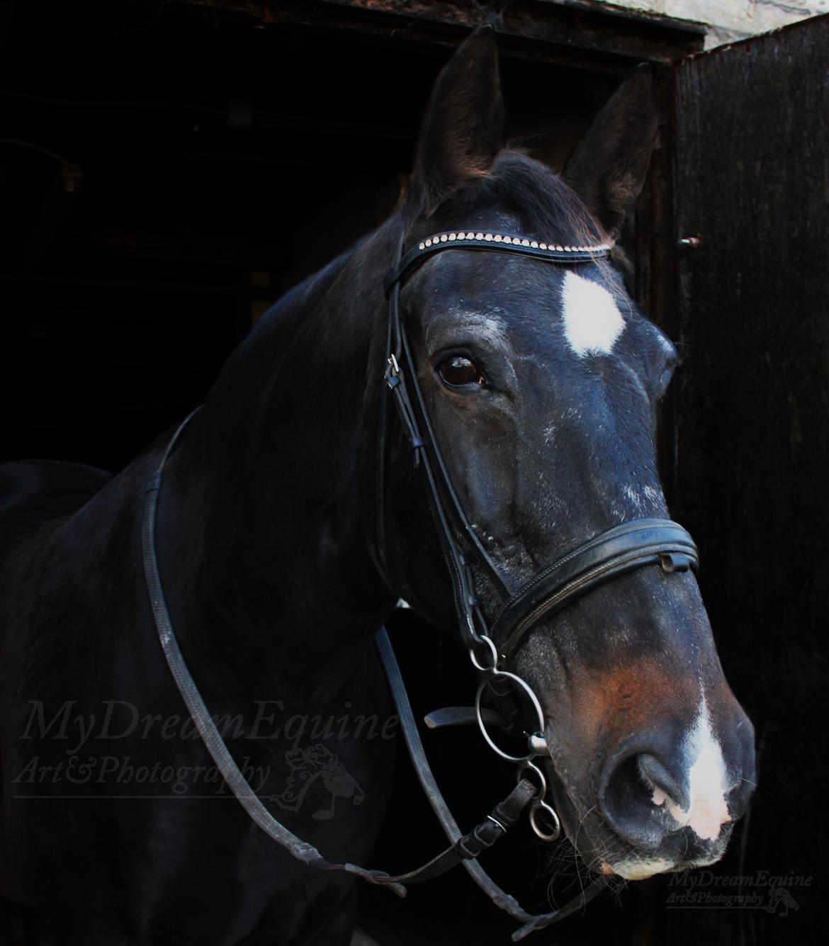 Oldenborg Emma (Dot) Hestbækgård - Emma byder dig velkommen til hendes profil <3 Læg gerne en lille komentar og en bedømmelse :D <3 billede 1