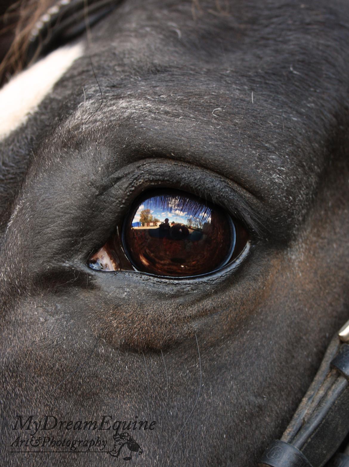 Oldenborg Emma (Dot) Hestbækgård - Behinde those eyes, their hides a soul. So sensitve,so feral, so kind. Open your heart and she might show you a world , you did'nt even know exists <3 billede 4