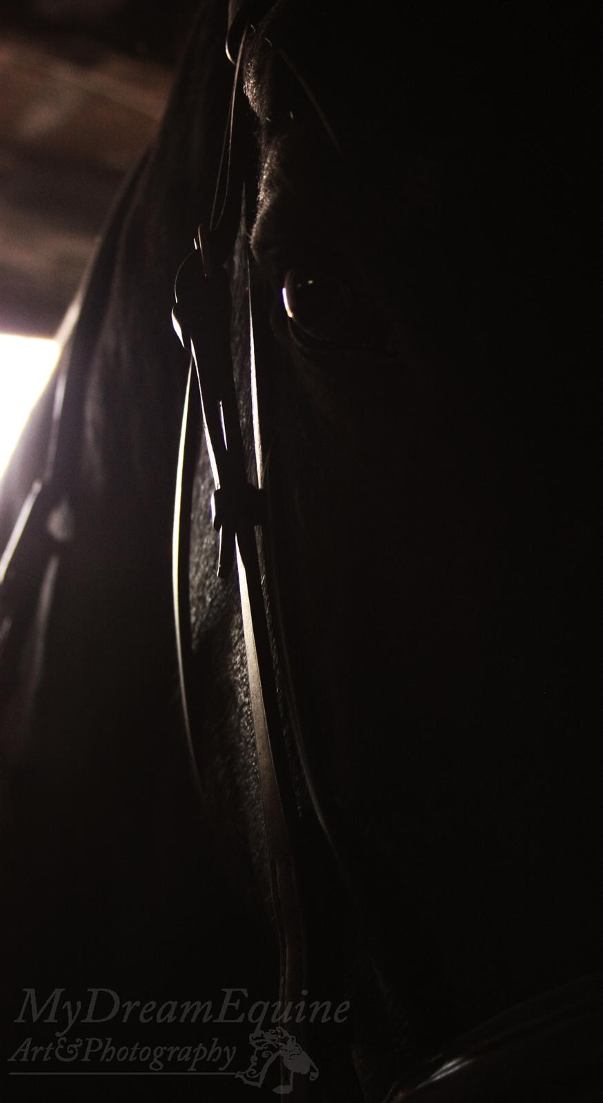 Oldenborg Emma (Dot) Hestbækgård - Without dark, we'd never see the stars <3 billede 8