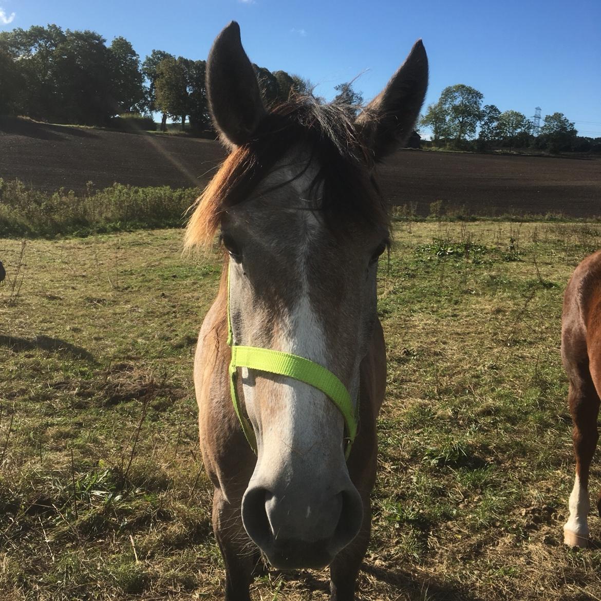 Pura Raza Española Sveta billede 10
