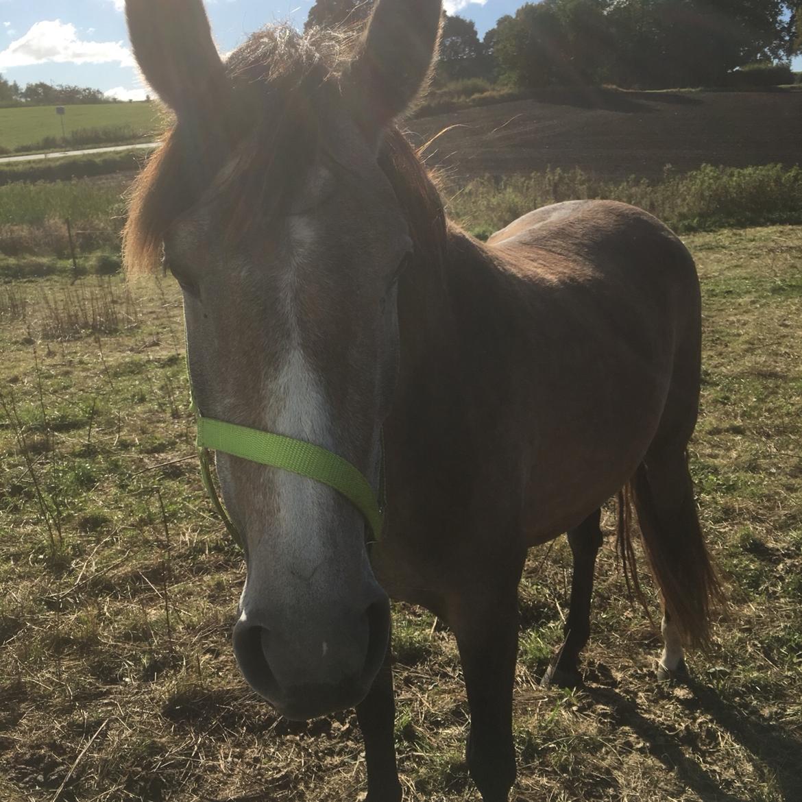 Pura Raza Española Sveta billede 11