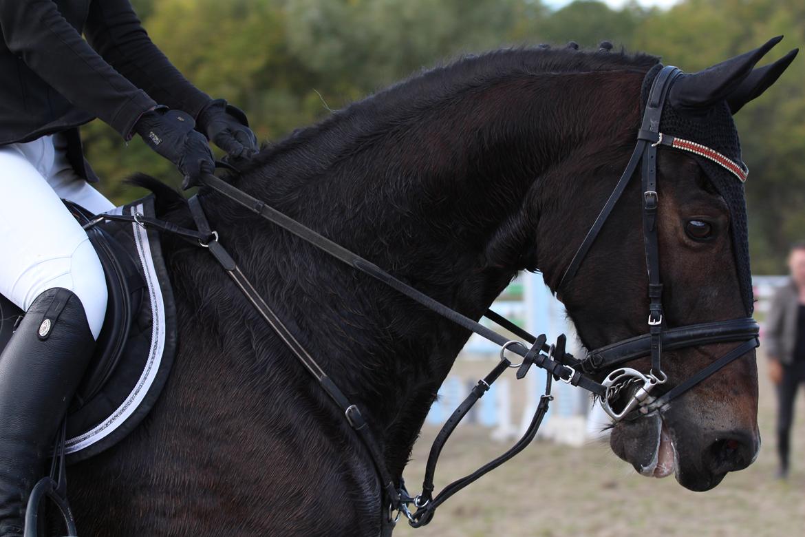 Hollandsk Varmblod Wilddancer billede 34