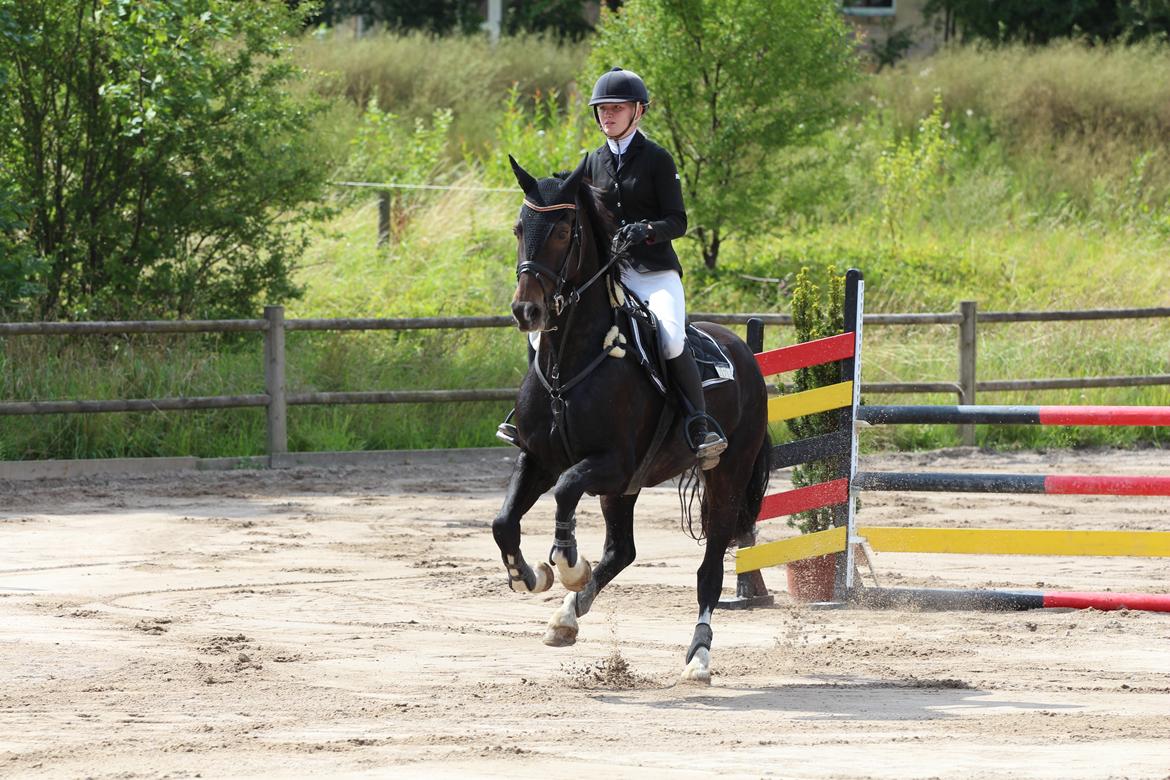 Hollandsk Varmblod Wilddancer billede 38