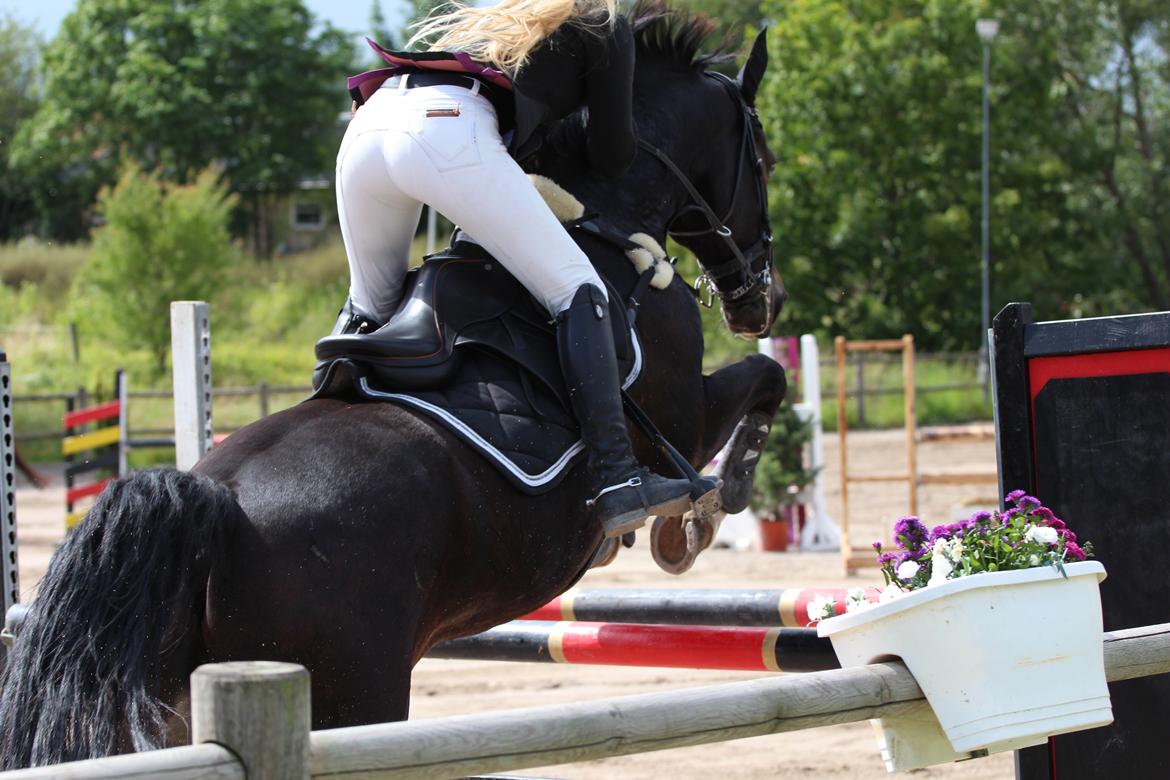 Hollandsk Varmblod Wilddancer - KAR OPEN 2016 billede 39