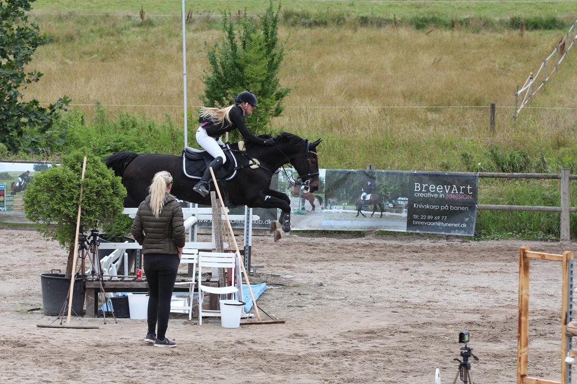 Hollandsk Varmblod Wilddancer - Første gang over storvandgrav billede 49