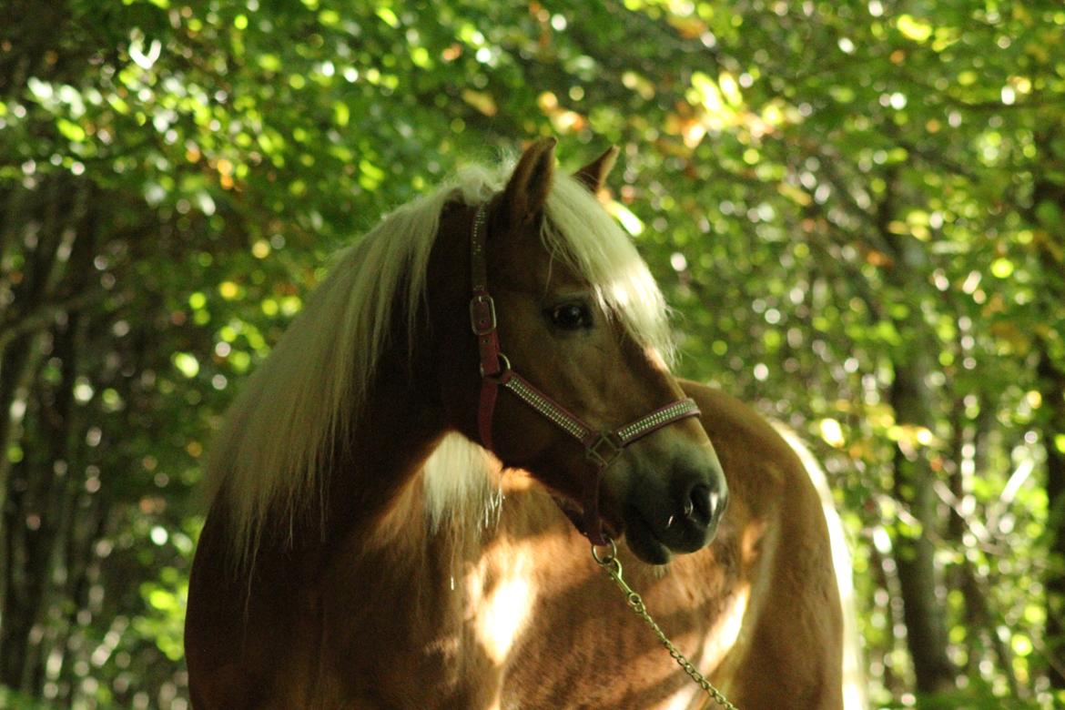 Tyroler Haflinger Astilbe - Taget af Maiken billede 26