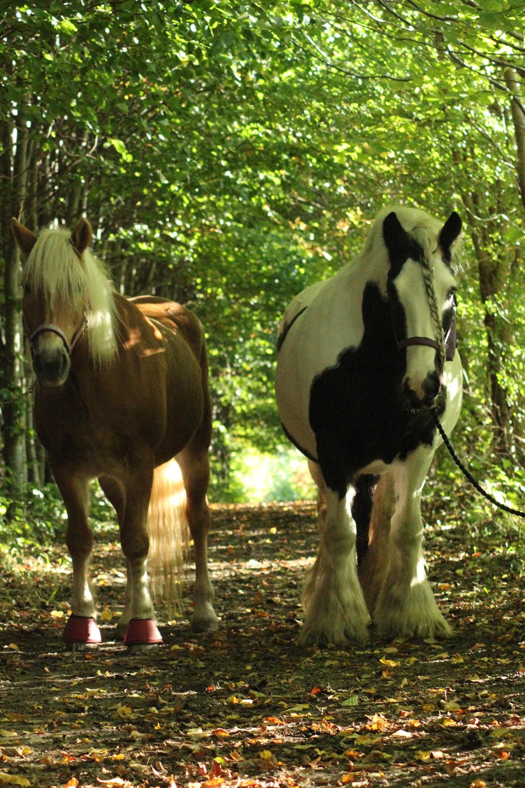 Tyroler Haflinger Astilbe - Astilbe og Karen en tur i skoven <3 billede 27