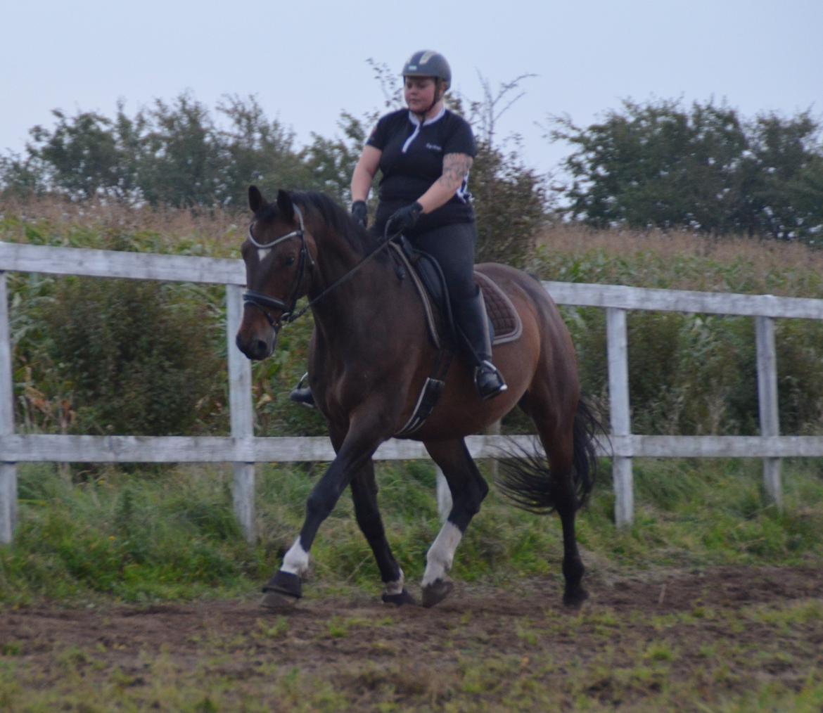 Dansk Varmblod Algirane billede 13