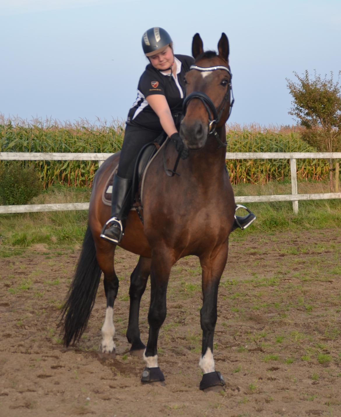 Dansk Varmblod Algirane - Velkommen til Algi's profil ... billede 1