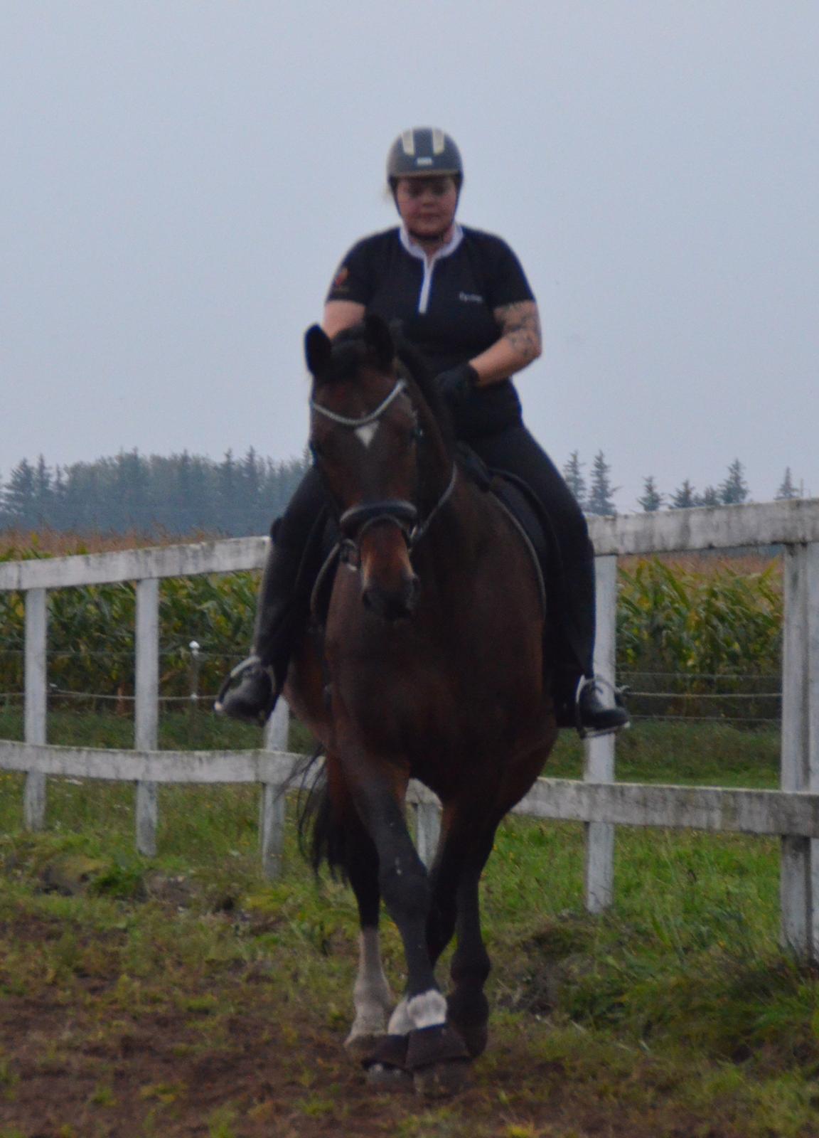 Dansk Varmblod Algirane billede 3