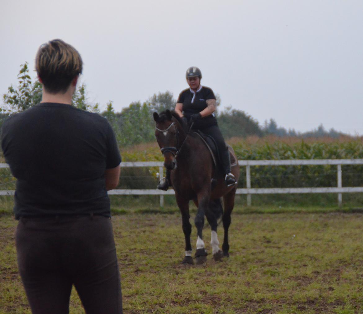 Dansk Varmblod Algirane billede 7