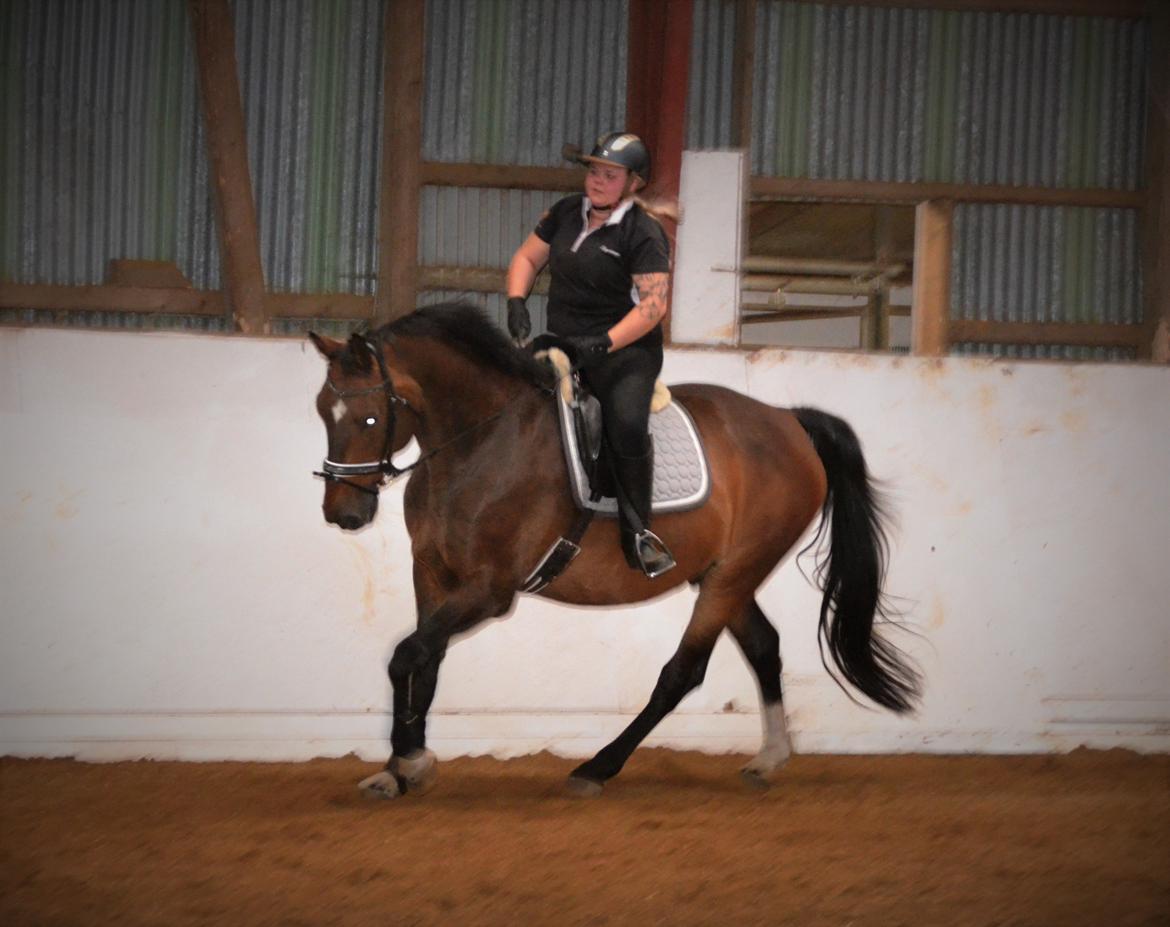 Dansk Varmblod Algirane billede 14