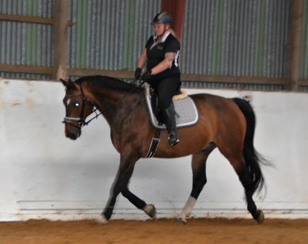 Dansk Varmblod Algirane billede 9