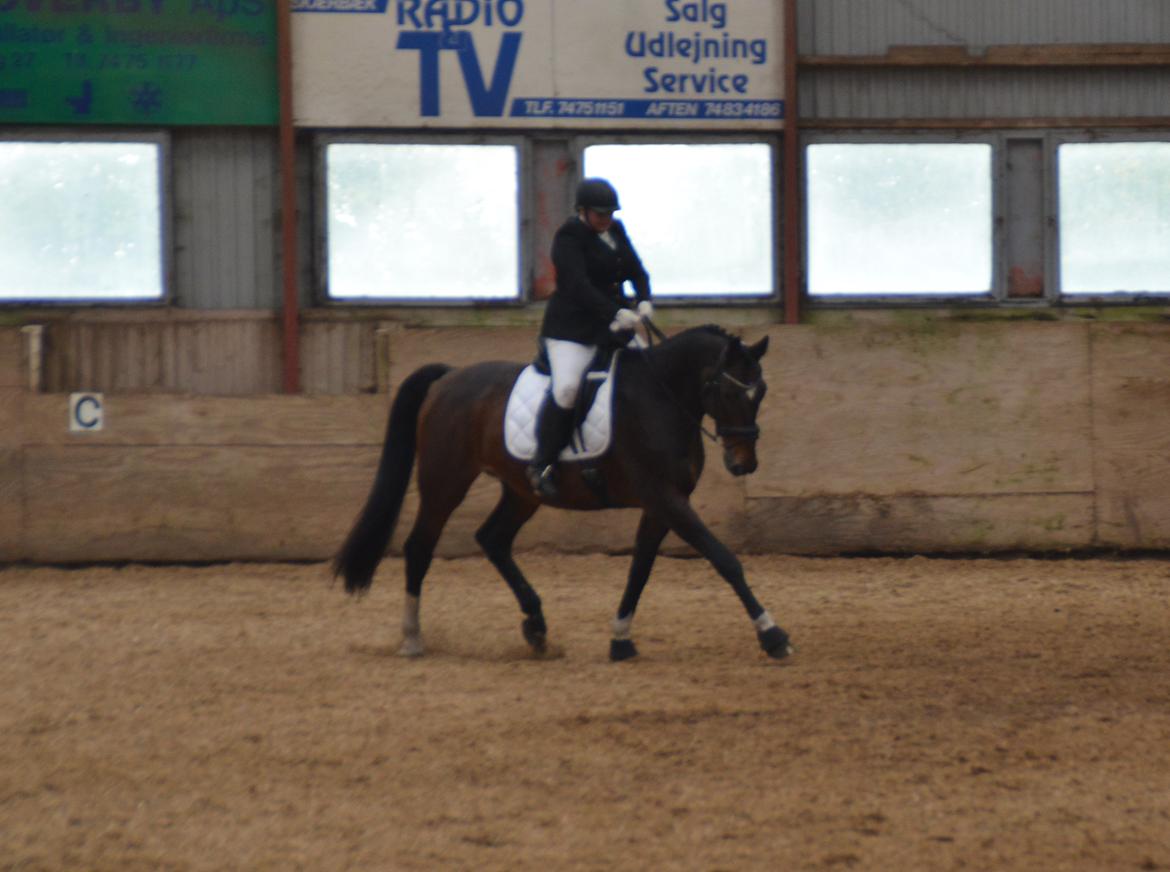 Dansk Varmblod Algirane billede 2