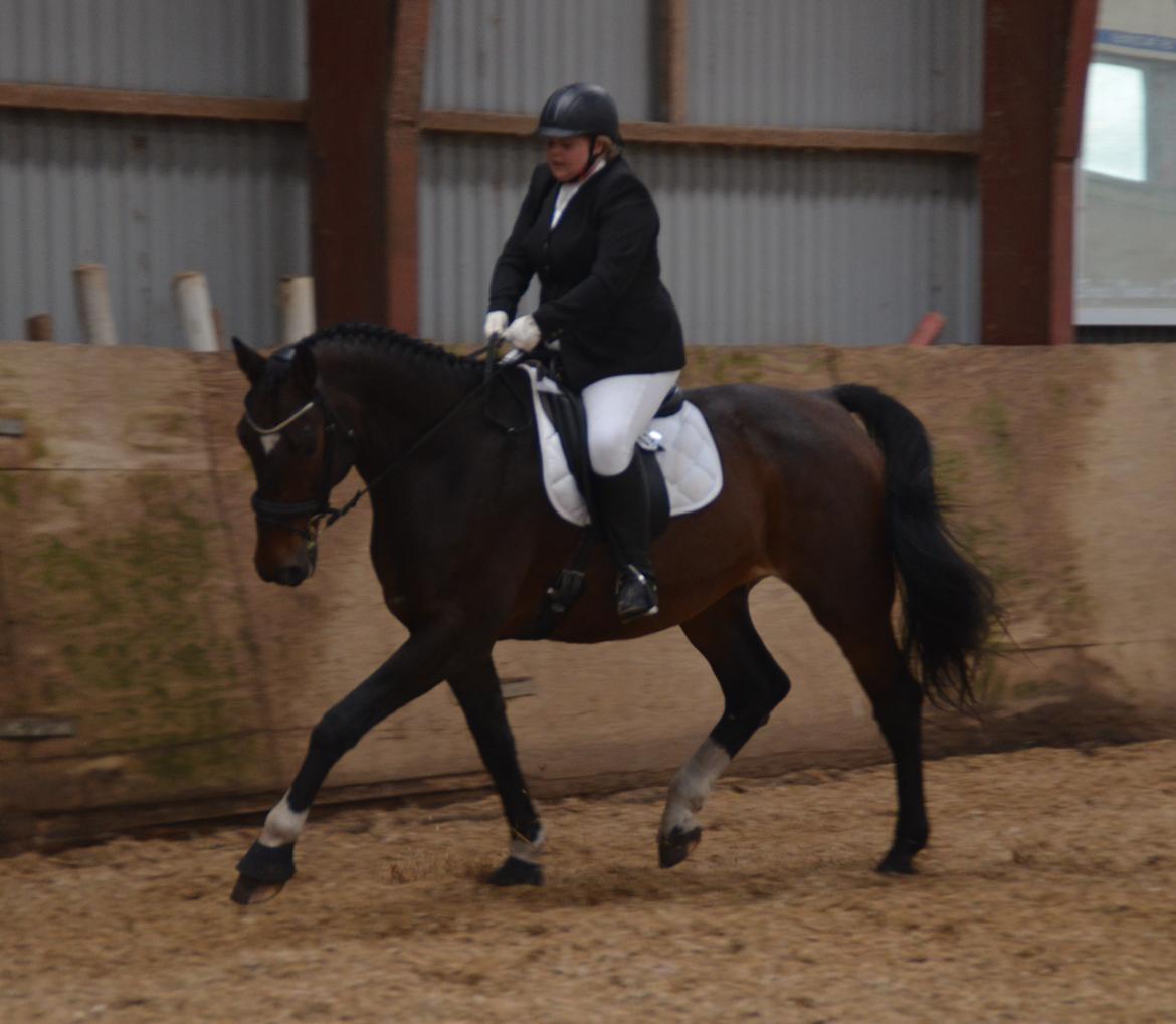 Dansk Varmblod Algirane billede 11