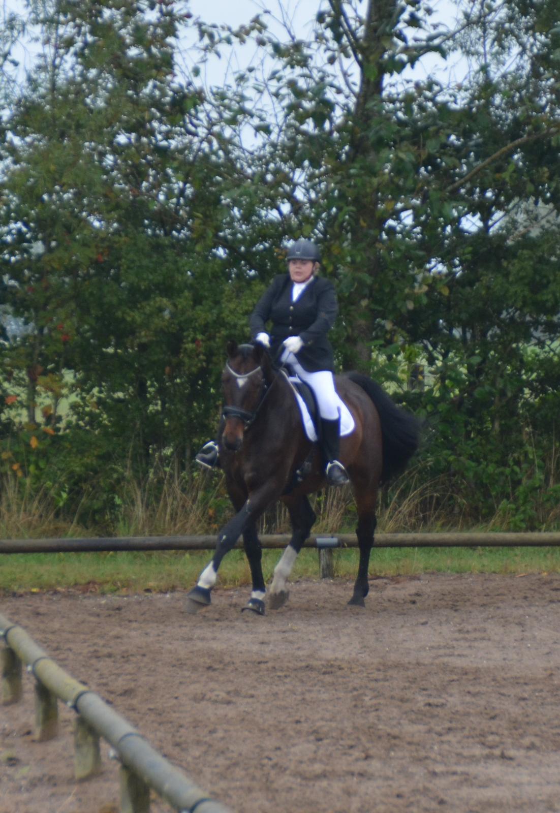 Dansk Varmblod Algirane billede 4