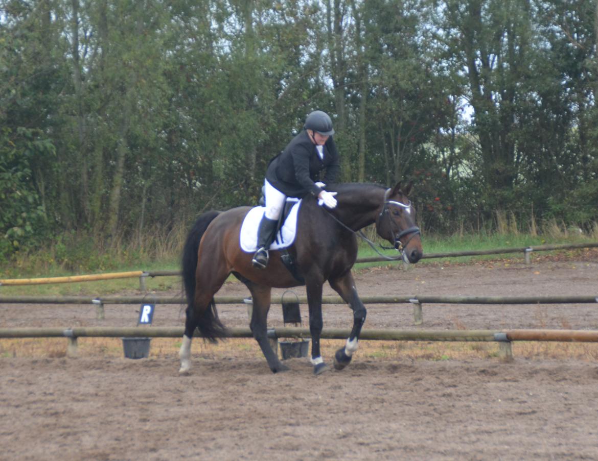 Dansk Varmblod Algirane - Skøn skøn hest, som virkelig kæmpede for mine fejl!<3 billede 8