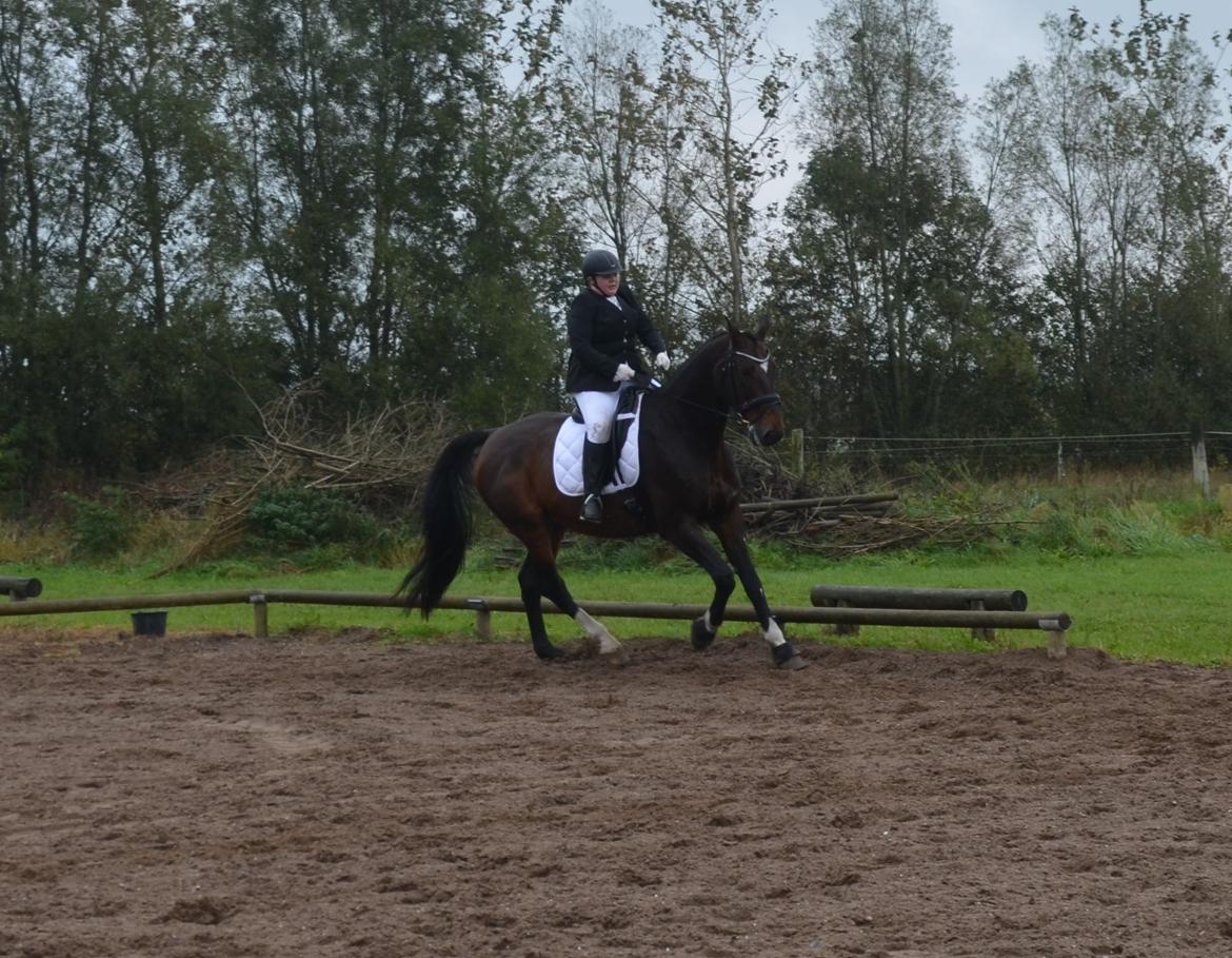 Dansk Varmblod Algirane billede 15