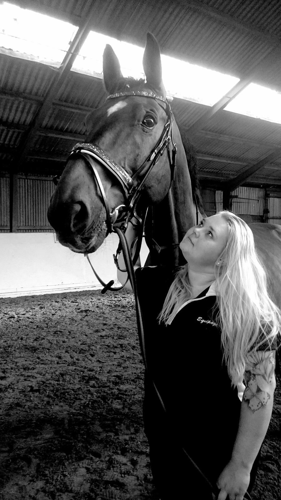 Dansk Varmblod Algirane billede 5