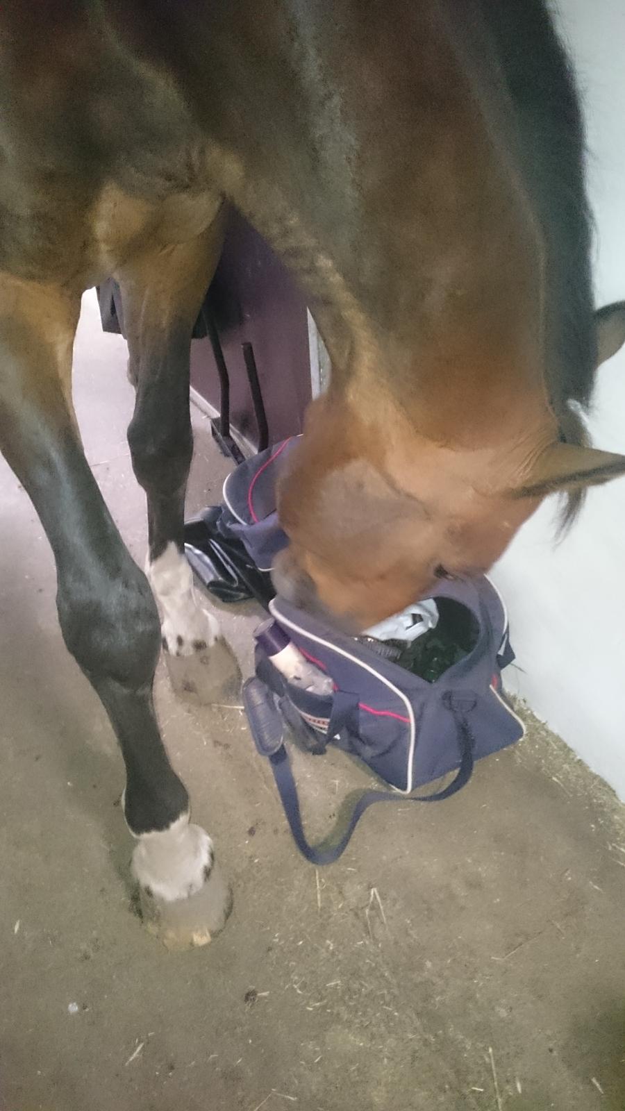 Dansk Varmblod Algirane billede 10