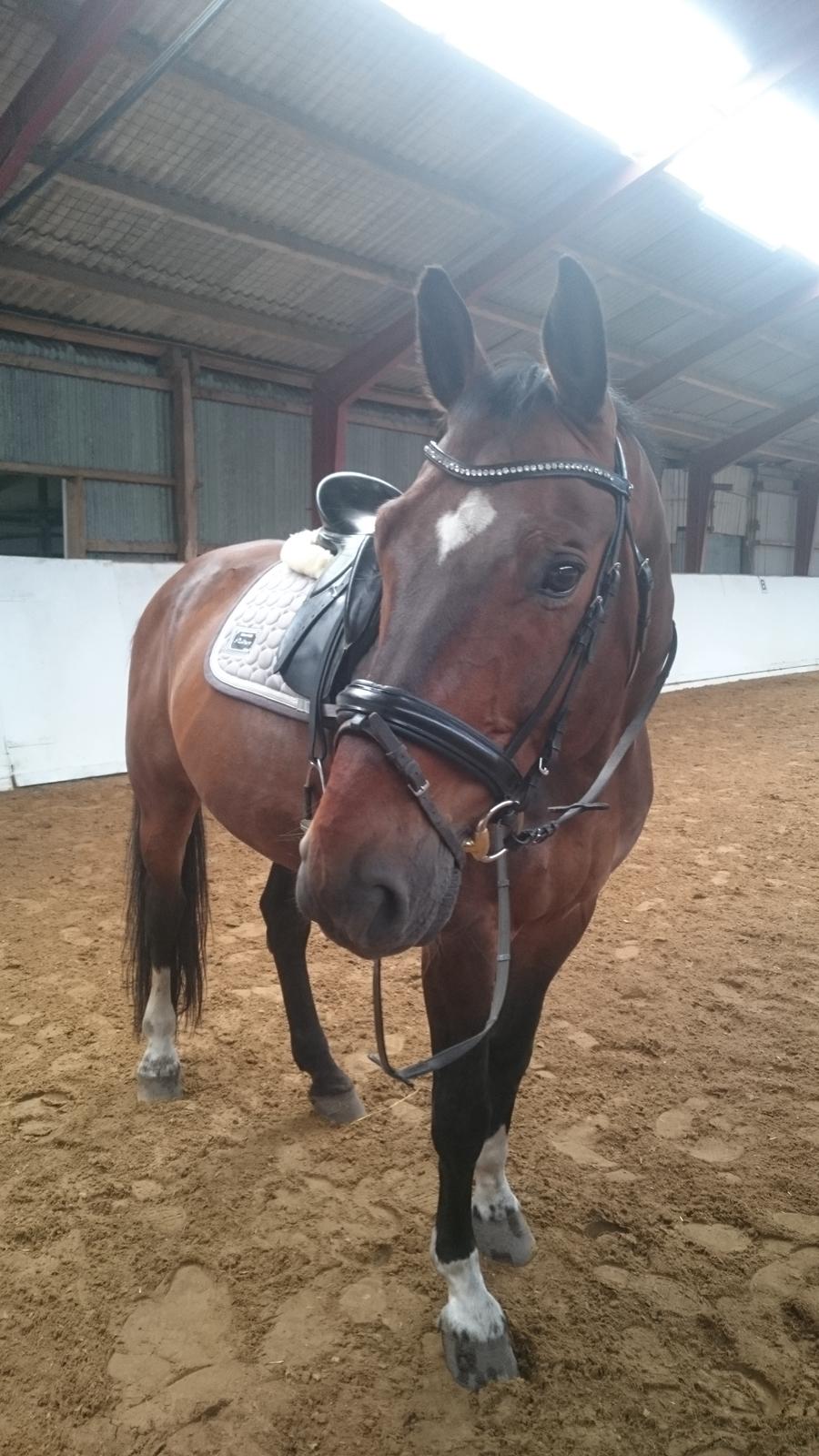 Dansk Varmblod Algirane billede 16