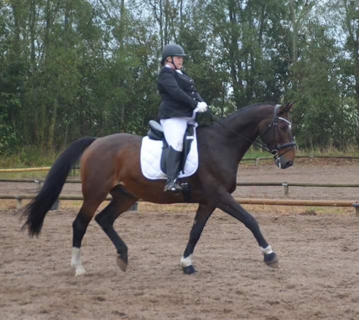 Dansk Varmblod Algirane billede 6