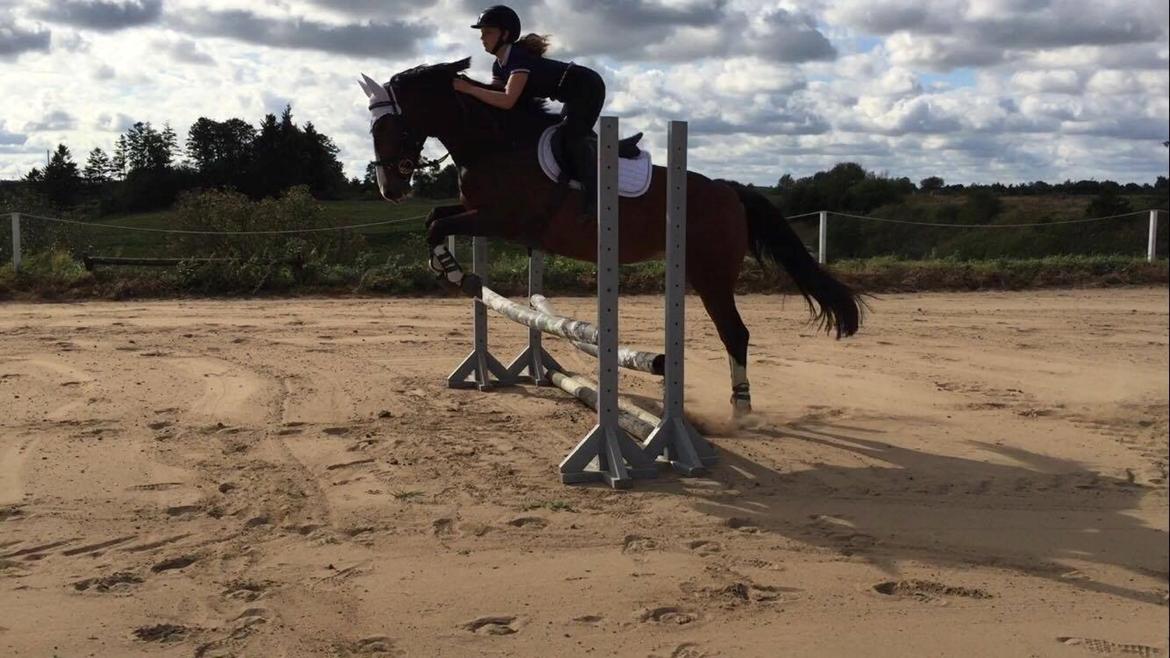 Anden særlig race Tesla billede 6