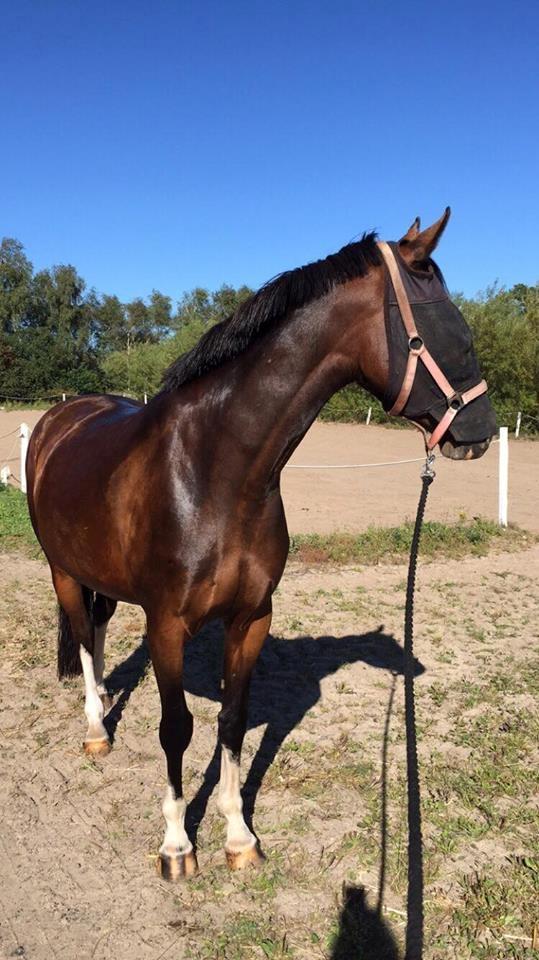 Anden særlig race Tesla billede 7