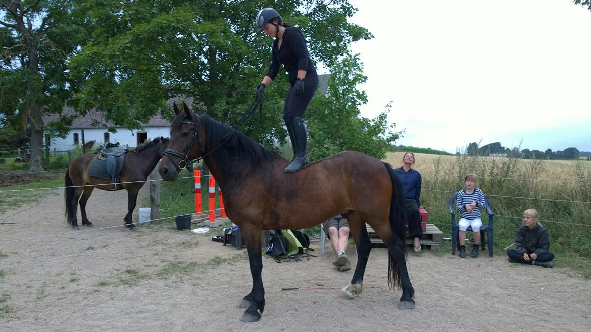 Welsh Cob (sec D) Alettico (Letti) billede 21