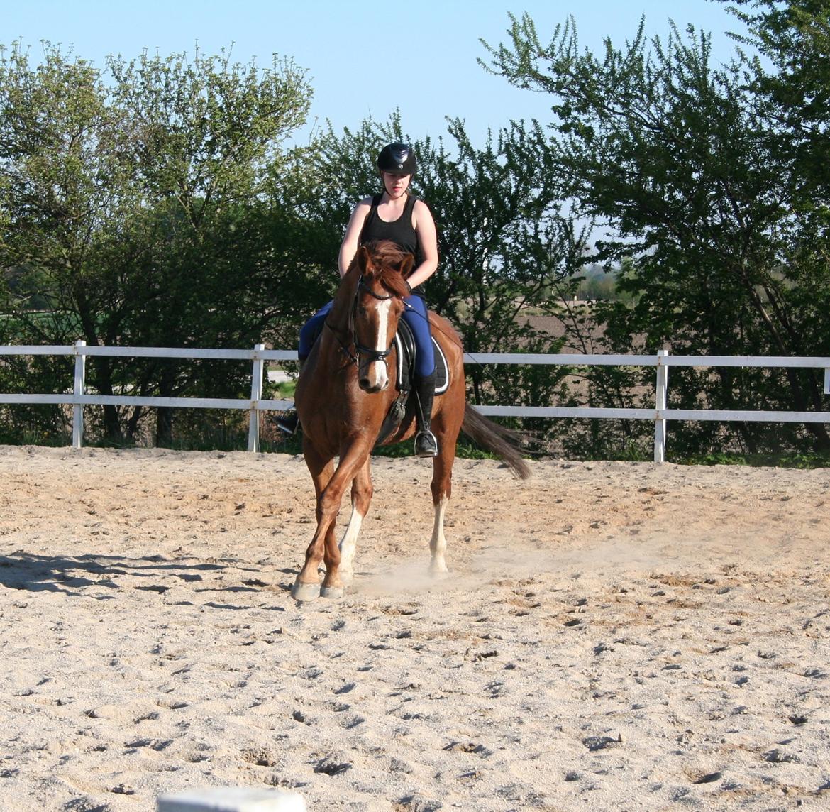 Dansk Varmblod Elektro billede 2