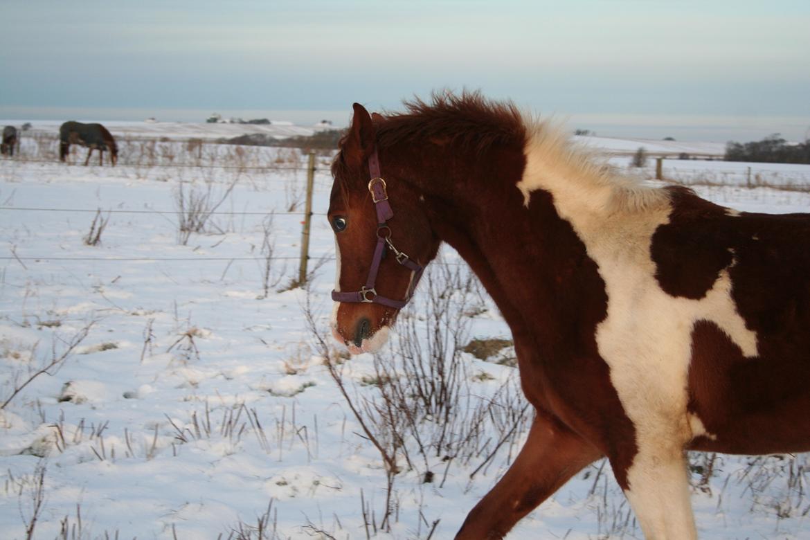 Anden særlig race Castello (Pølle) billede 16