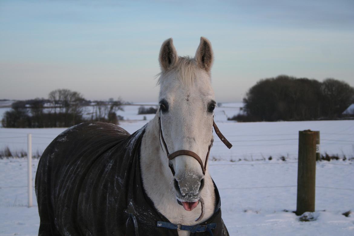 Anden særlig race Lady (Gaga) billede 7