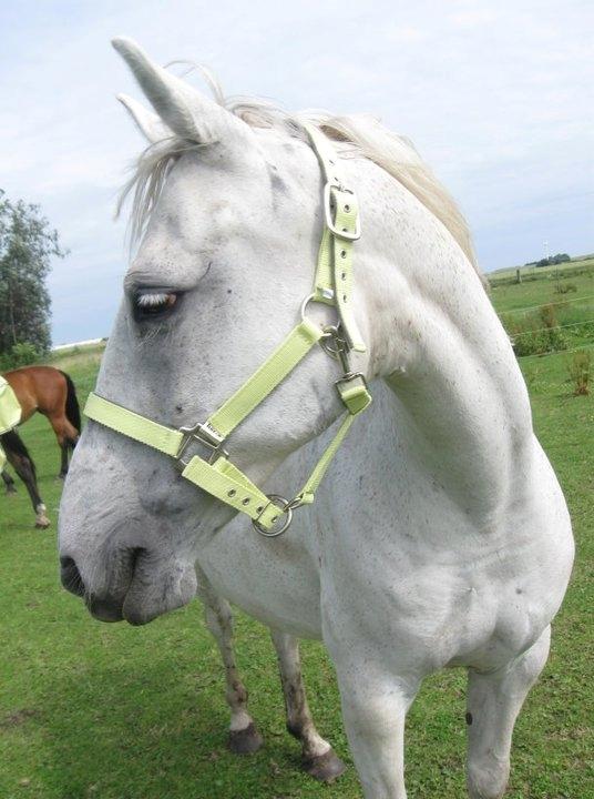 Anden særlig race Lady (Gaga) billede 8